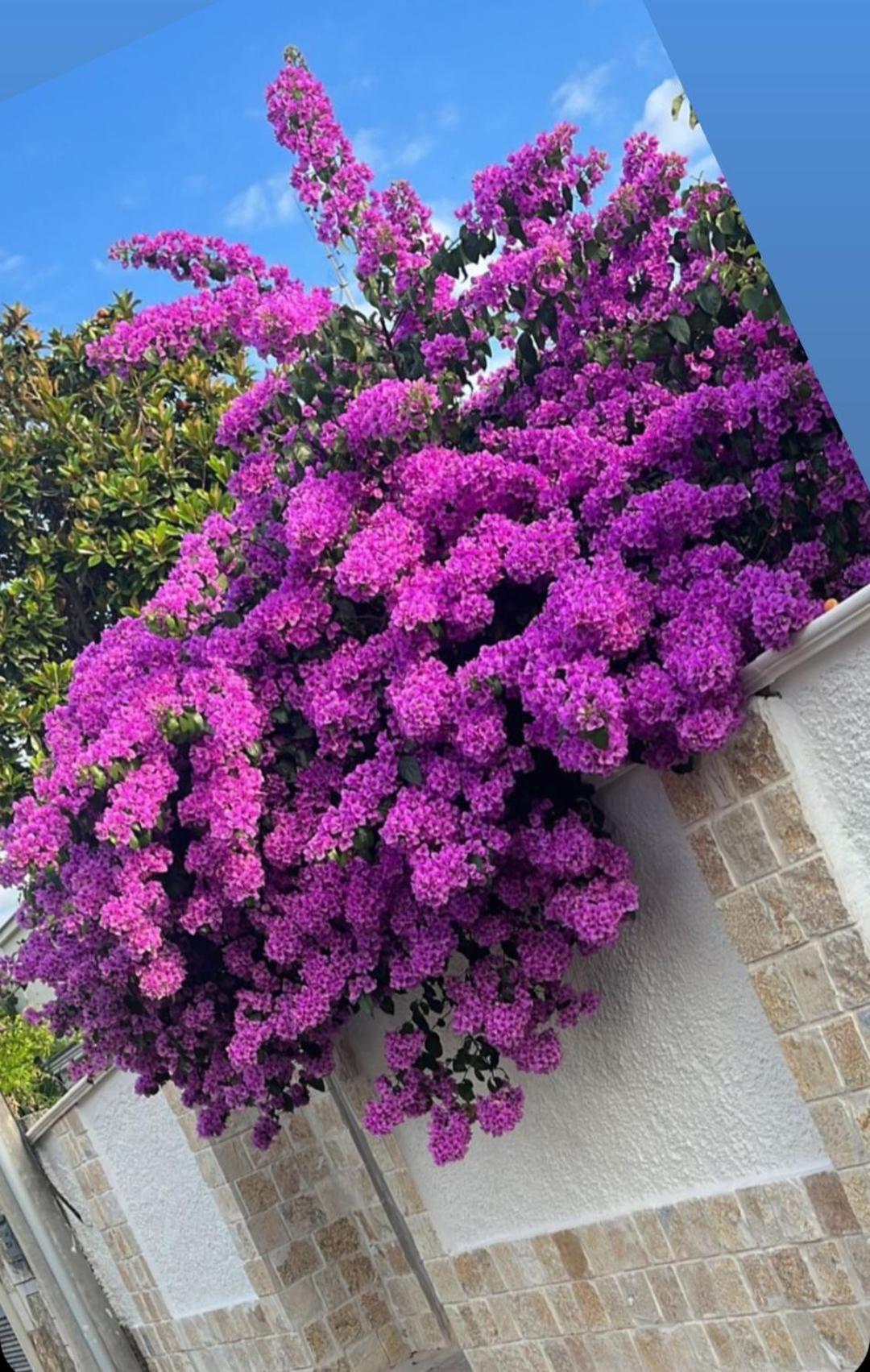 Villa Guajira Bari Esterno foto